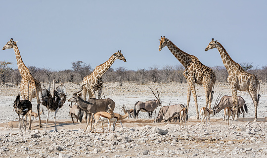 A busy watering hole in the Namibian savanna