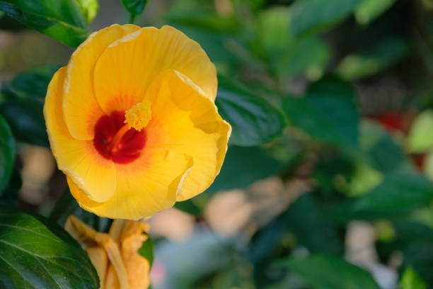 istock flower of Hibiscus rosa-sinensis 1143655335