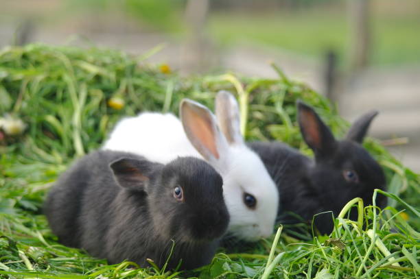istock white and black rabbits on the grass. closeup 1143655464