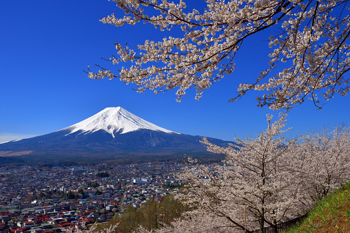 Mt Fuji and cherry blossom, taken at Arakurayama Sengen Park, Fuji-yoshida City, Yamanashi Prefecture, Japan.\nMt Fuji is UNESCO World Heritage site. The town below is Fuji-yoshida city.