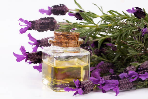 istock Lavandula Stoechas (French lavender; Spanish Lavender; Topped Lavender); isolated on white 1143657222