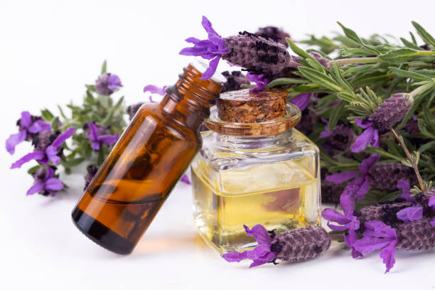 istock Lavandula Stoechas (French lavender; Spanish Lavender; Topped Lavender); isolated on white 1143657287