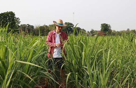 Man farmer checking the leaf in the sugarcane farm and wearing a straw hat with red long-sleeved shirt.