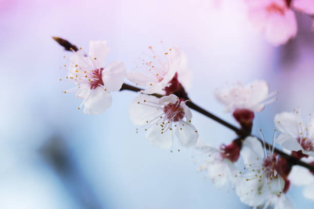 istock blooming  flower in spring time close up view - Image 1143658782