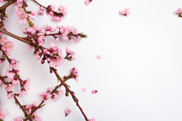 istock Peach blossom on pastel white background. Fruit flowers. - Image 1143659073