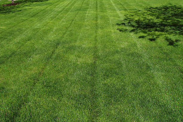 istock Lawn of beautiful green plush grass 114366148