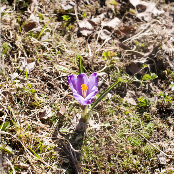 istock first spring violet flowers closeup view on outdoor ground background 1143661698