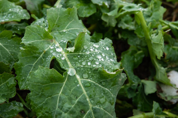 istock Raindrops on Colza Leaves in Winter 1143662175