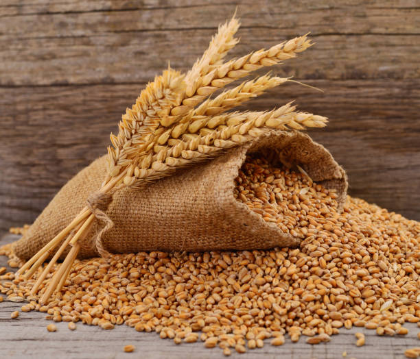 istock Sack with grains and ear of wheat. 1143662279