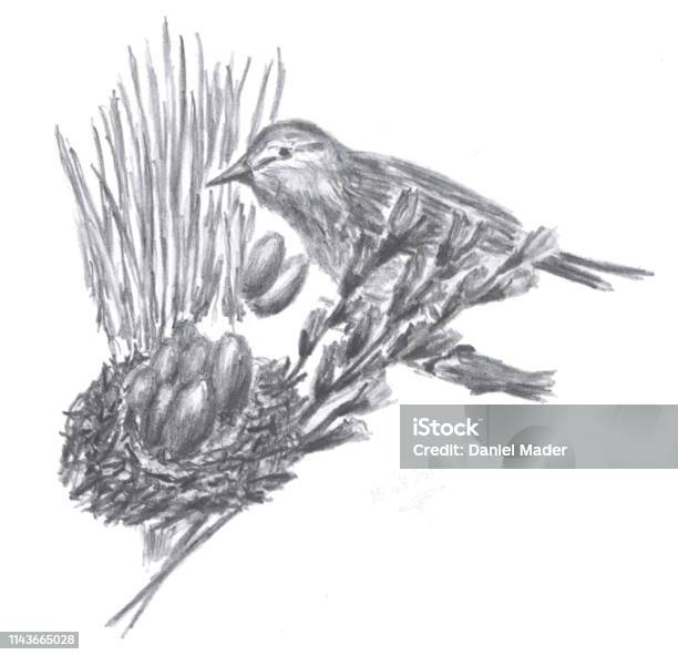 Bird And Nest Stock Illustration - Download Image Now - Animal, Animal Nest, Art And Craft