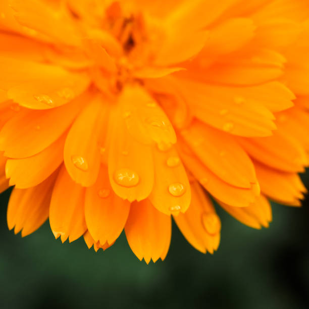 istock Orange calendula flower, calendula officinalis. Flower with rain water drops. 1143665099