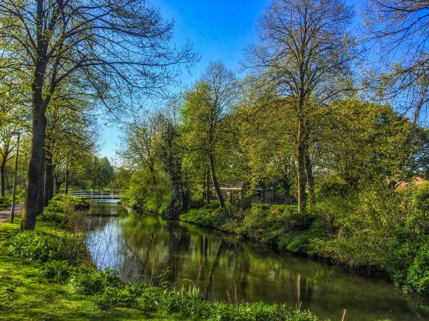 istock Sunlight in the wood 1143665970