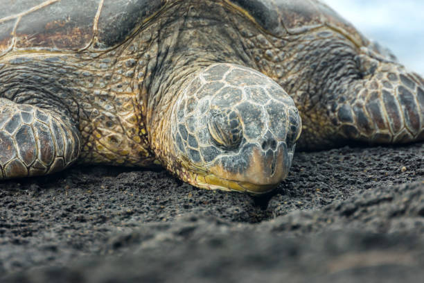 istock green sea turtle resting on Hawaiian lava rock 1143666005