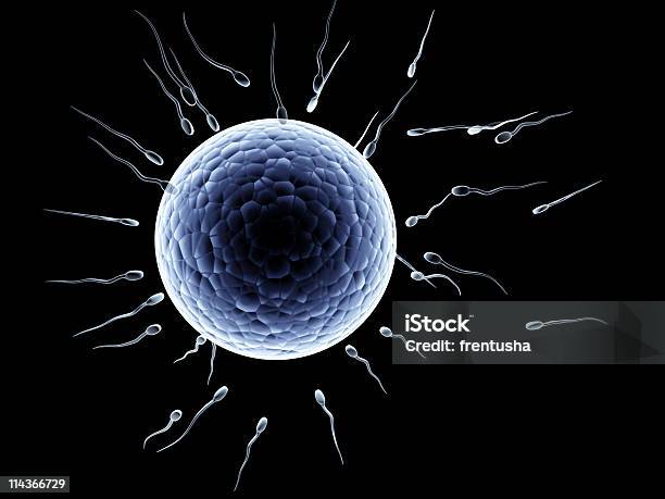 Spermatozoons 変動を Ovule - 3Dのストックフォトや画像を多数ご用意 - 3D, カラー画像, ヒトの卵子