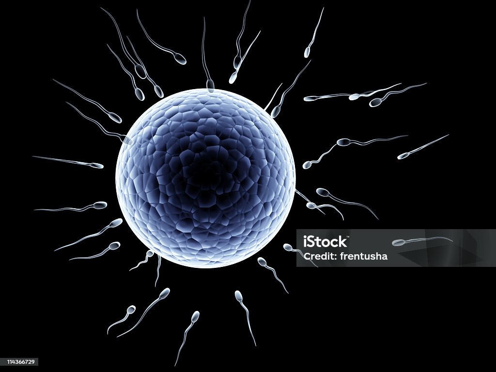 Spermatozoons, flutuante para ovule - Royalty-free Amor Foto de stock