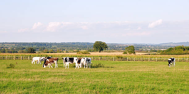 istock Cattle Grazing on Farmland 114366766