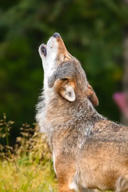 Photo of Large male grey wolf howling loud in the forest