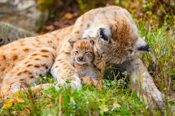 Beautiful caring lynx mother cleaning her cute lynx cub in the grass a summer day in the forest.