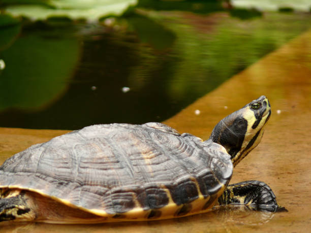 istock Turtle at the botanical garden 1143668842