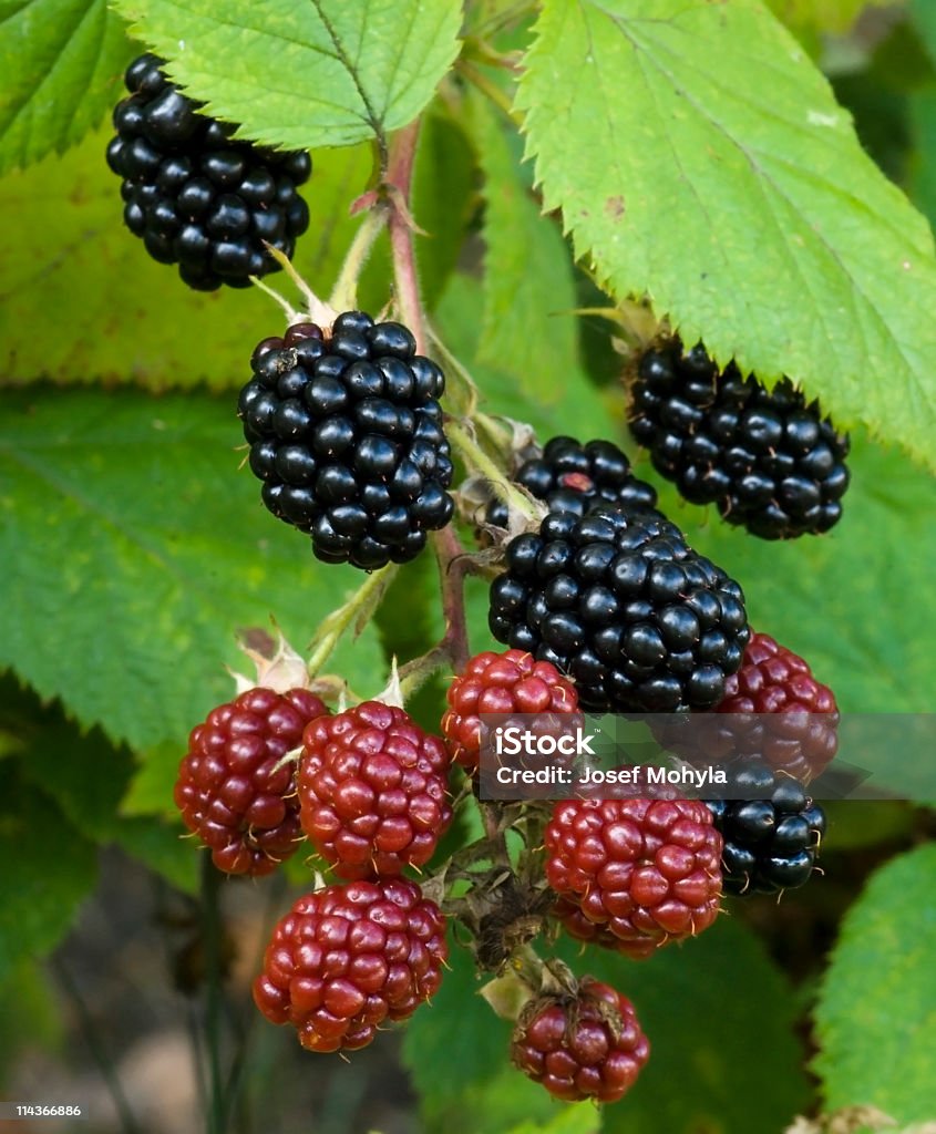 Natur Essen-Brombeeren - Lizenzfrei Antioxidationsmittel Stock-Foto