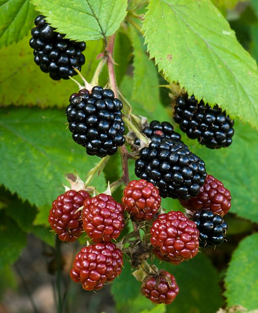 istock Nature food - Blackberries 114366886