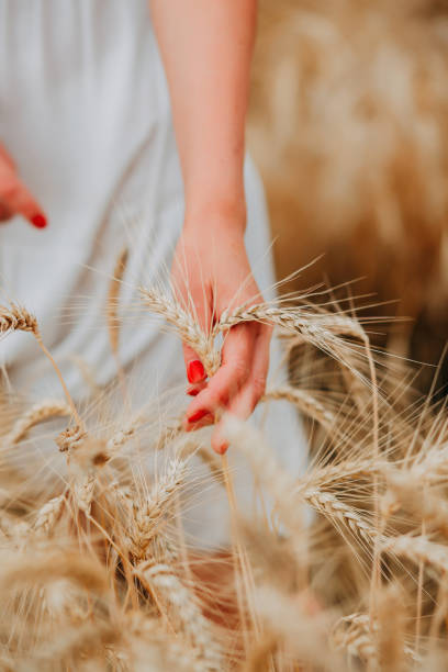 istock Wheat field ready for harvest in summer time 1143669720