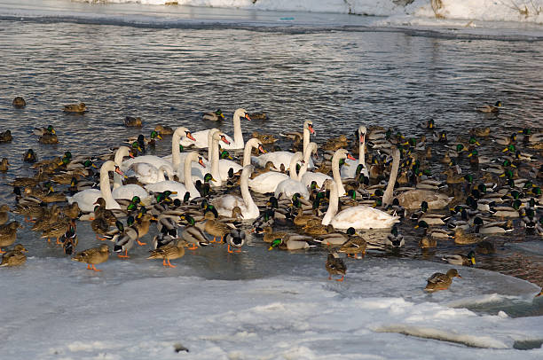 istock Swans and ducks on frozen river 114367094