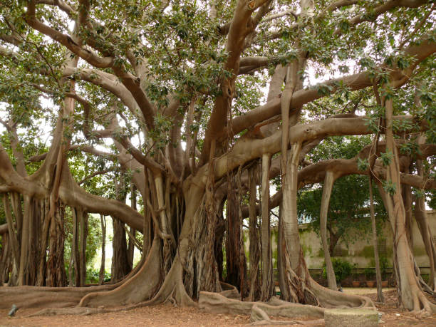 istock Botanical Garden. Ficus also called magnolioide 1143671450