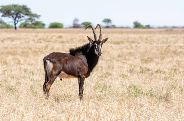 594 Sable Antelope Stock Photos, Pictures & Royalty-Free Images - iStock |  Giant sable antelope