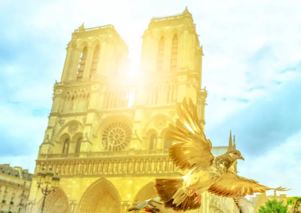 Photo of Notre Dame pigeon flight