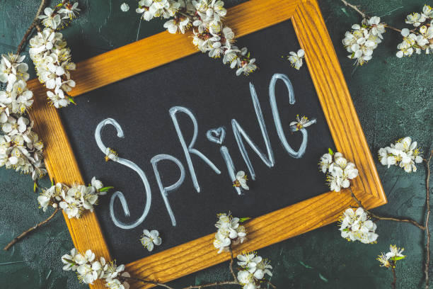 istock Spring blossom flowers white apricot branches 1143673160