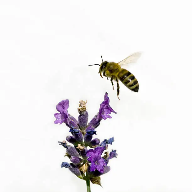 Photo of Bee on lavender