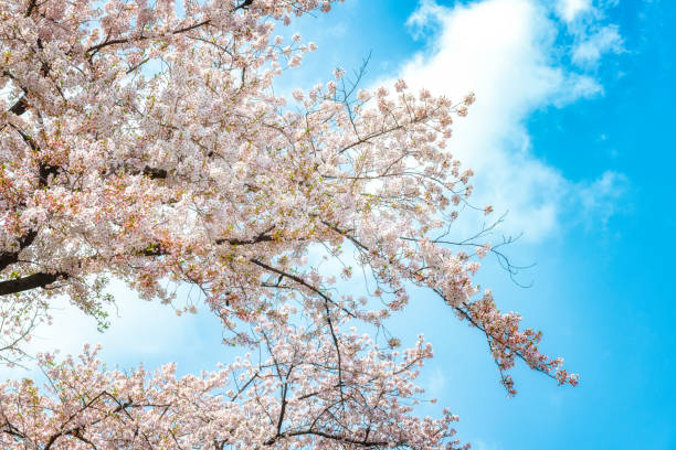 istock Blooming Cherry Blossoms In Tokyo, Japan 1143674955