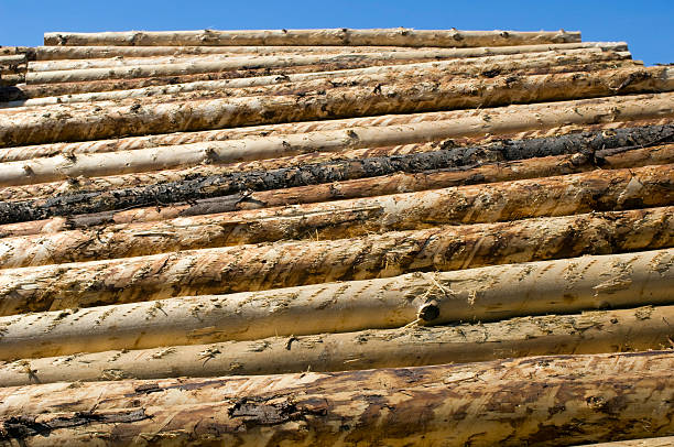 papiers-saw mill - unbarked timber photos et images de collection