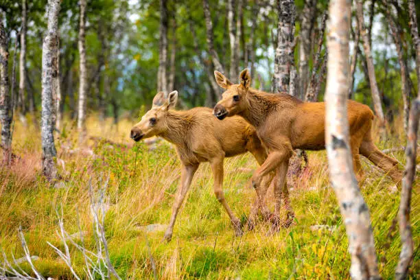 Photo of Two Moose Calves Walking In Forest At Summer