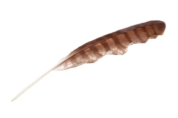 Photo of Brown striped bird feather on white background isolated close up, natural quill of bird of prey, old writing tool design, eagle, falcon, hawk or buzzard wing feather, bird plumage detail