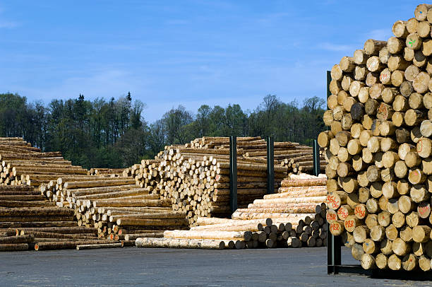industrie du bois - unbarked timber photos et images de collection