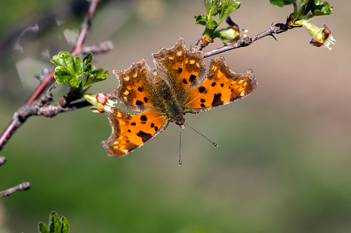 Comma butterfly on budding goose-berry.