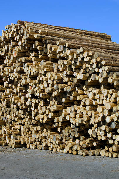 재목 업계 재목 저장소 - unbarked timber 뉴스 사진 이미지