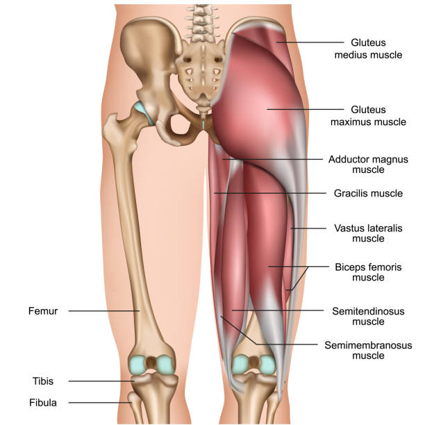 ilustraciones, imágenes clip art, dibujos animados e iconos de stock de pierna músculos de la espalda 3d ilustración vectorial médica sobre fondo blanco - isquiotibial