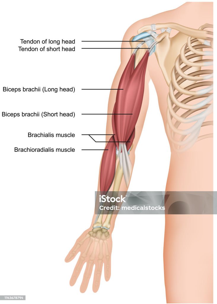 bíceps y braquiorradial Anatomía 3D de la ilustración vectorial médico sobre fondo blanco - arte vectorial de Bíceps libre de derechos