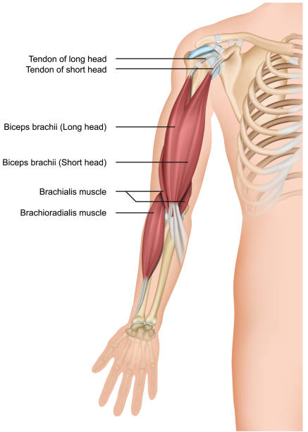 팔 뚝과 brachioradialis 흰색 바탕에 해부학 3d 의료 벡터 일러스트 - 힘줄 stock illustrations