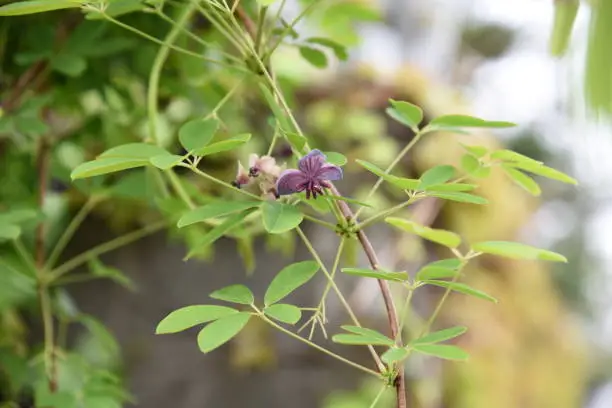 Chocolate vine blossoms / Five-leaf akebia / Akebia quinata