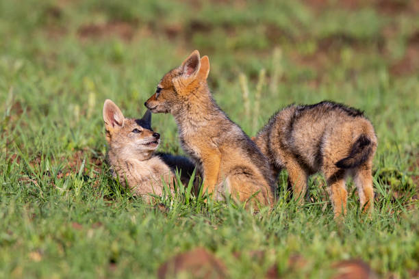 istock Three Black Backed Jackal puppies play in short green grass to develop their skills 1143679773