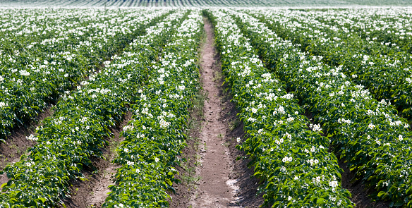 The cultivated rows of flowering potato field.