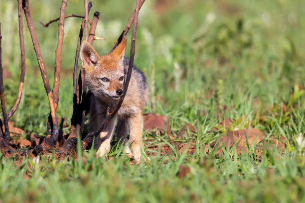 istock Lone Black Backed Jackal pup standing in short green grass explore the world 1143680440