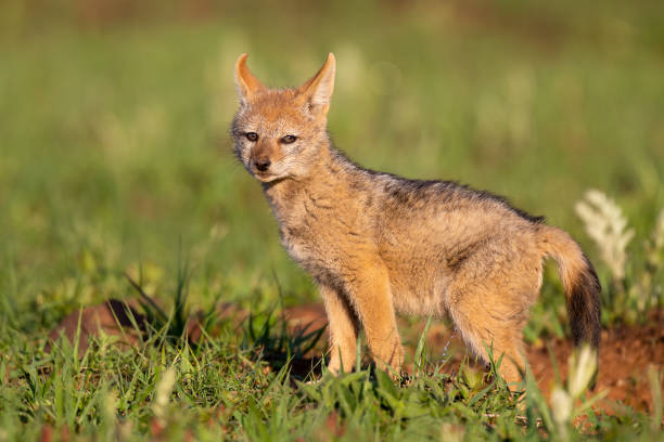 istock Lone Black Backed Jackal pup standing in short green grass explore the world 1143680544