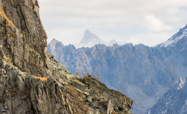 istock Ibex on the side of a mountain 1143680613