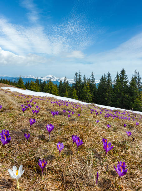 春の山に紫クロッカスの花 - spring crocus temperate flower european alps ストックフォトと画像