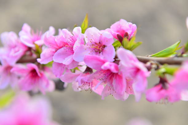 istock In full bloom in the peach blossom 1143680665